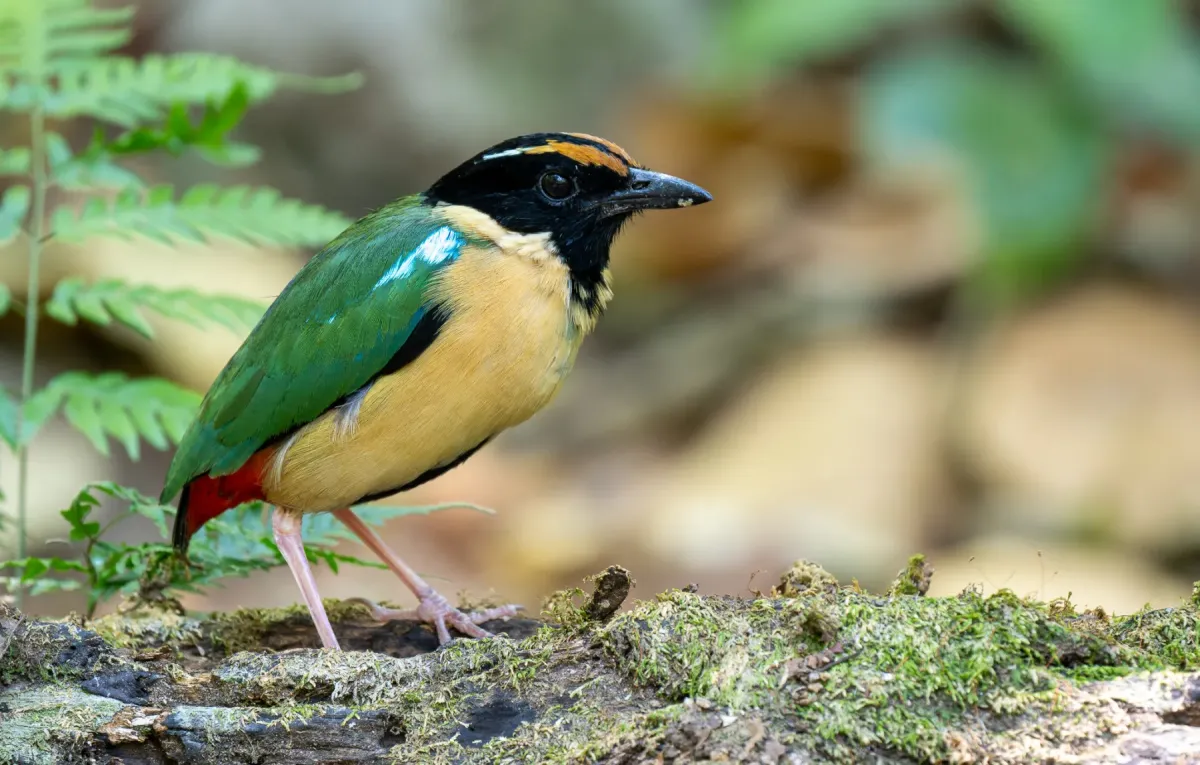 File:Pitta concinna - Forest Botial-Jarvis - 331091473.jpeg