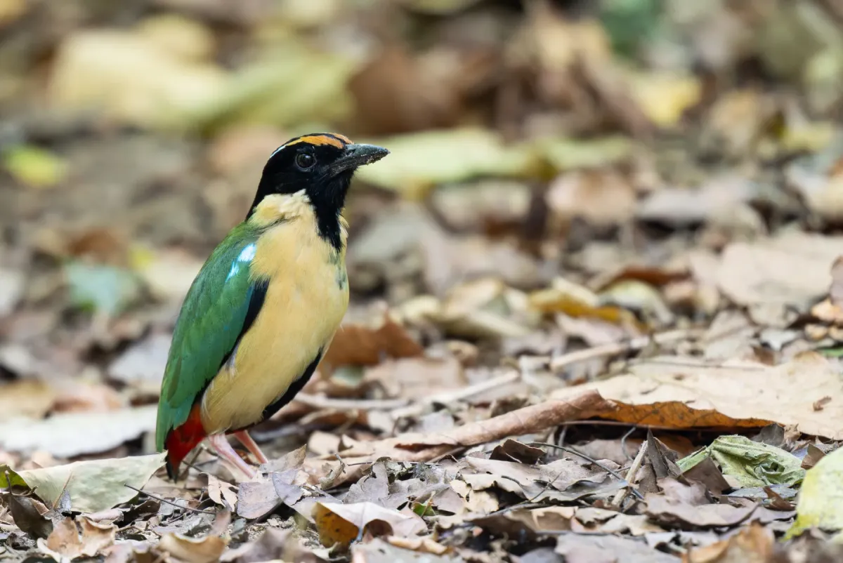 File:Pitta concinna - Forest Botial-Jarvis - 331091516.jpeg