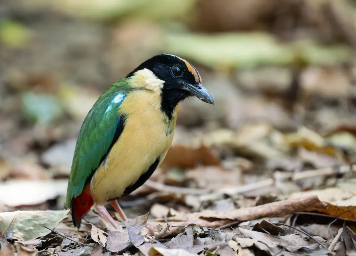 File:Pitta concinna - Forest Botial-Jarvis - 331091513.jpeg