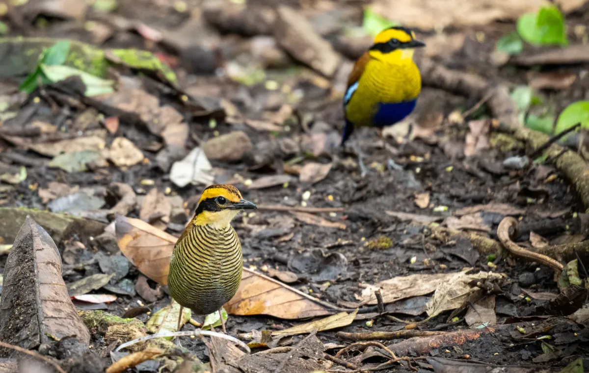 File:Hydrornis schwaneri - Forest Botial-Jarvis - 289851475.jpeg