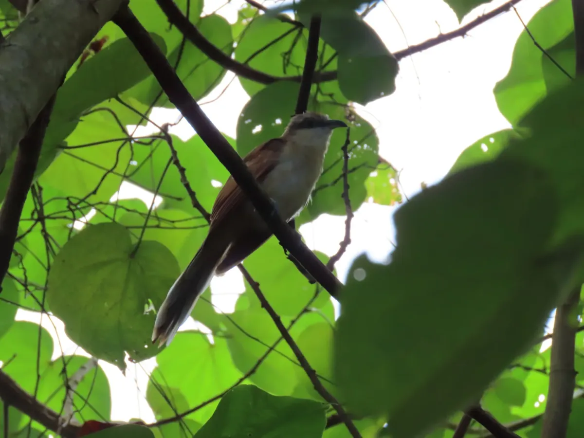 File:Coccyzus ferrugineus - Oliver Komar - 193303872.jpeg