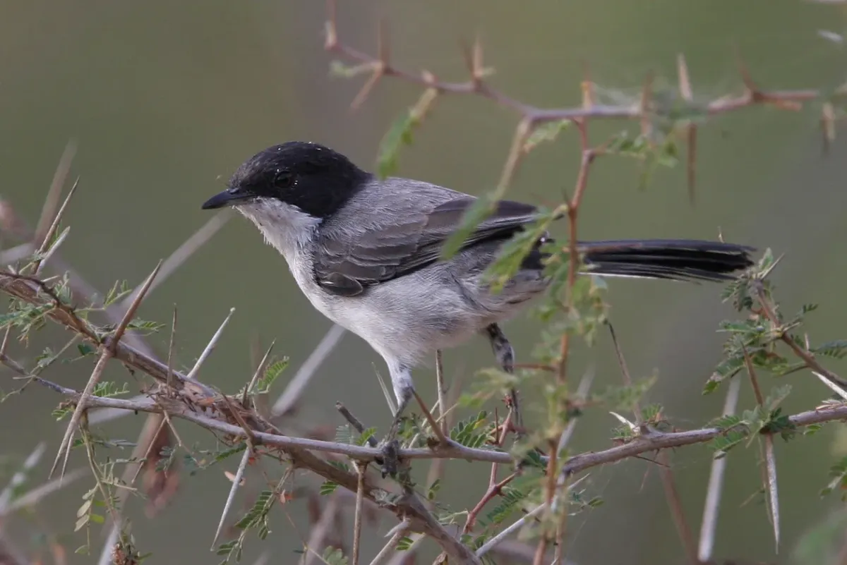 File:Arabian Warbler (Curruca leucomelaena) in Oman.jpg
