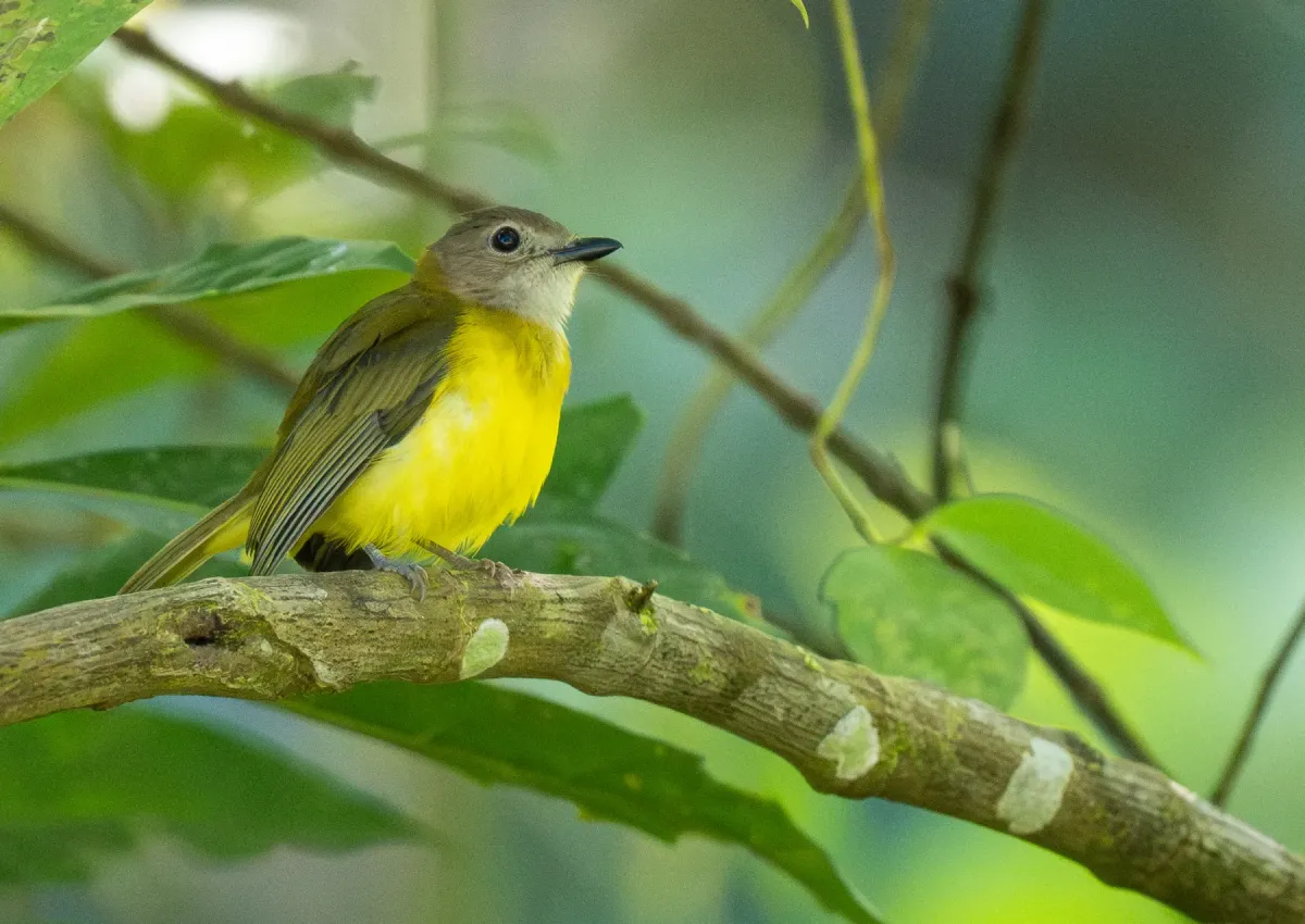 File:Pachycephala philippinensis - Forest Botial-Jarvis - 340257318.jpeg