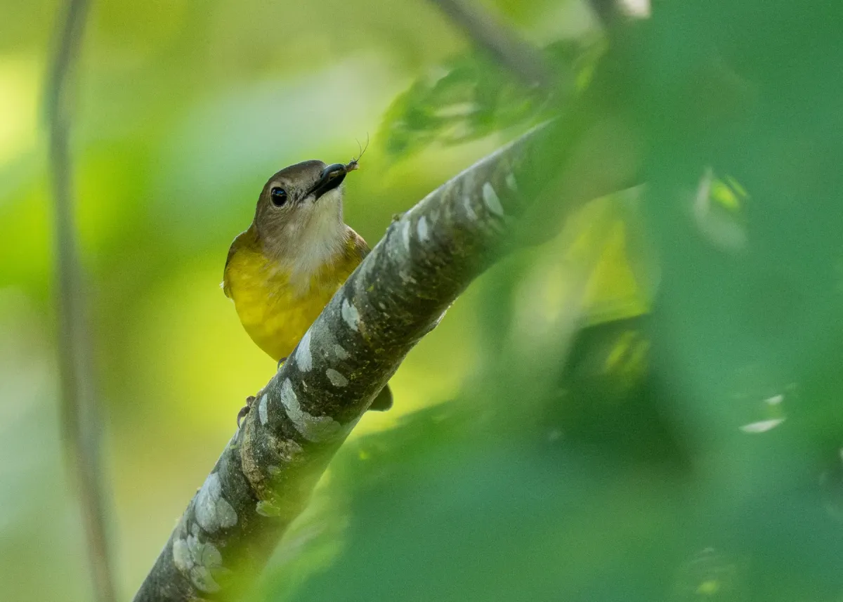 File:Pachycephala philippinensis - Forest Botial-Jarvis - 340257397.jpeg