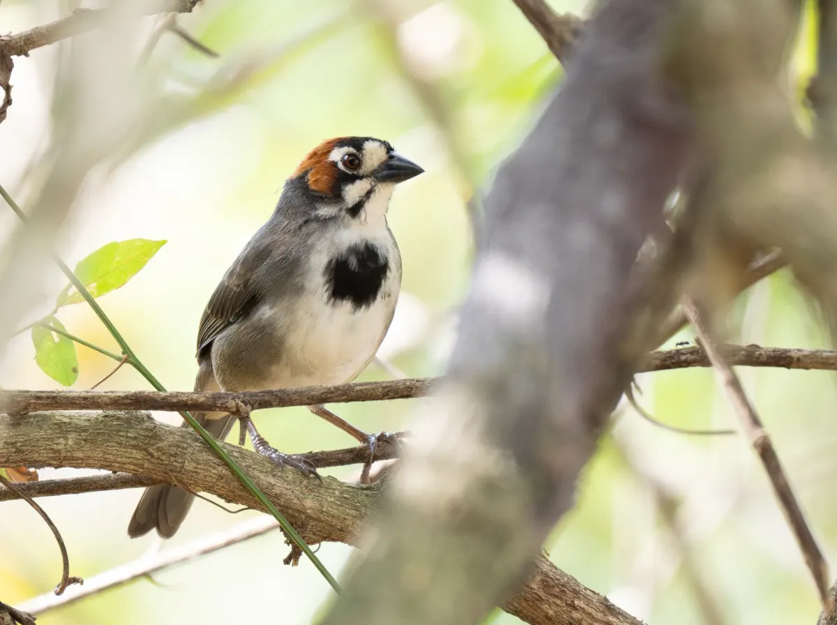 File:Melozone cabanisi - Forest Botial-Jarvis - 354025655.jpeg