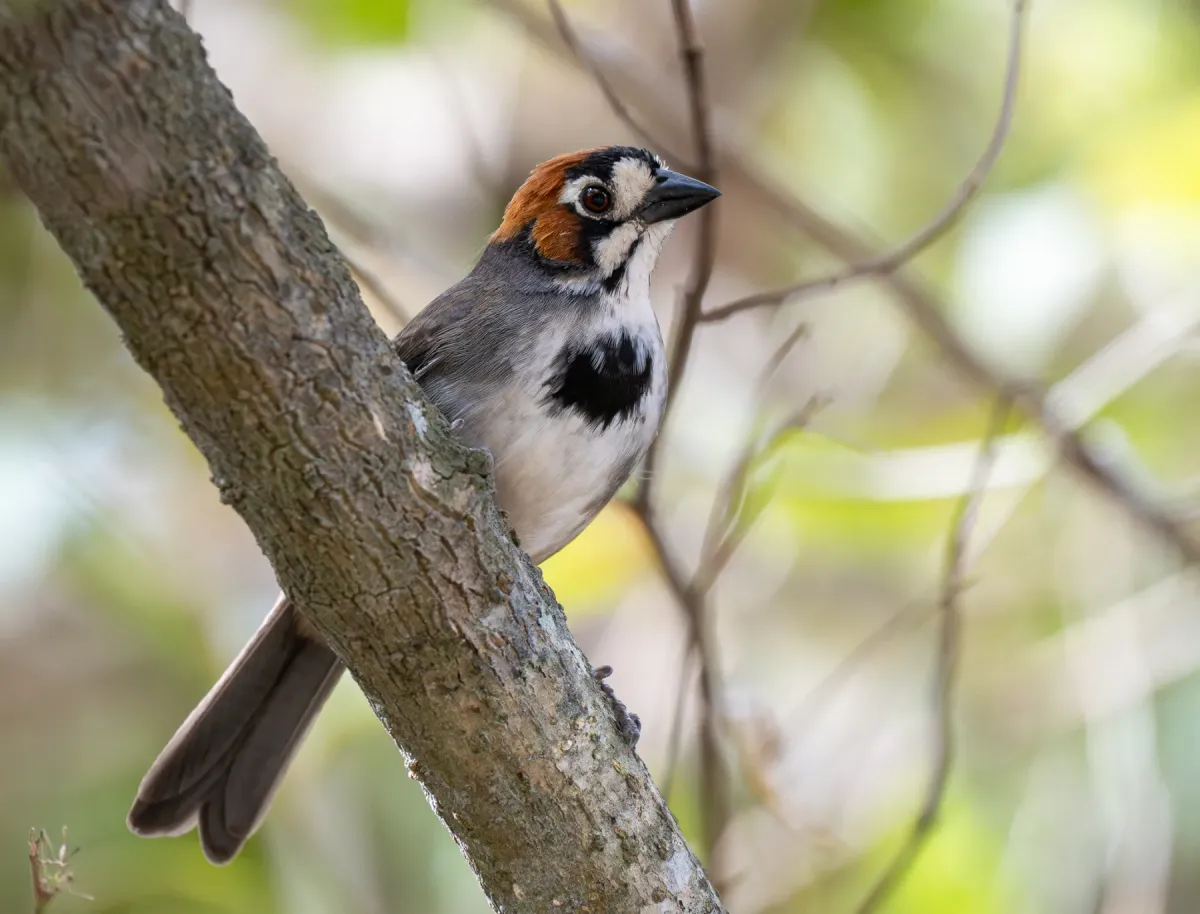 File:Melozone cabanisi - Forest Botial-Jarvis - 354025709.jpeg