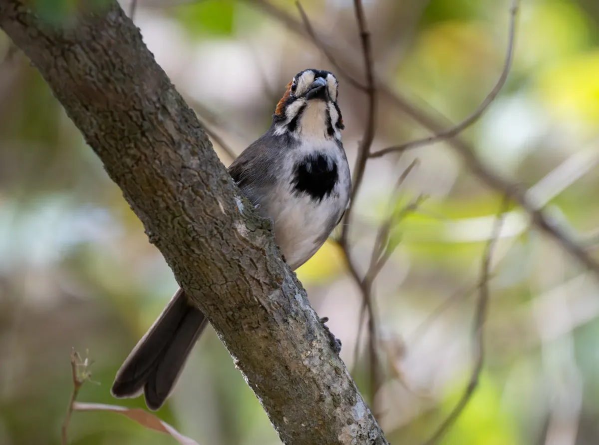 File:Melozone cabanisi - Forest Botial-Jarvis - 354025723.jpeg