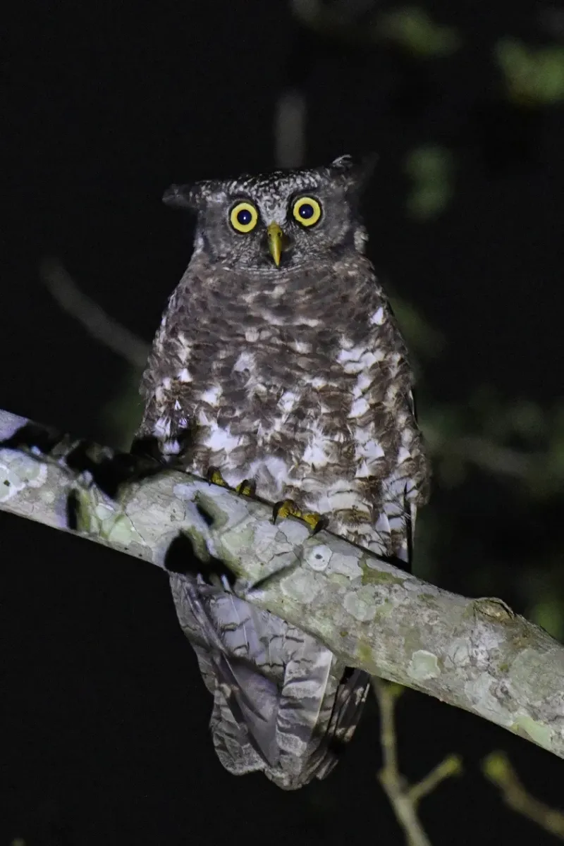 File:Akun Eagle-Owl (Ketupa leucosticta) in Ghana (cropped).jpg