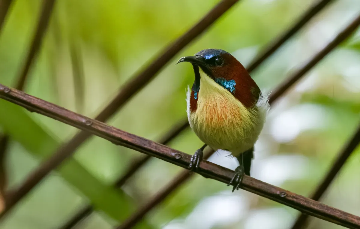 File:Aethopyga shelleyi - Forest Botial-Jarvis - 244618183.jpeg