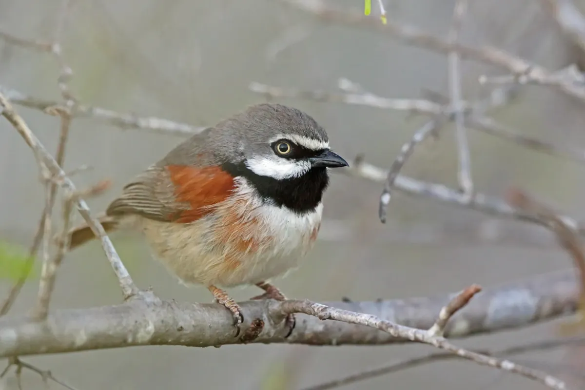 File:Red-shouldered Vanga (Calicalicus rufocarpalis) in Madagascar.jpg