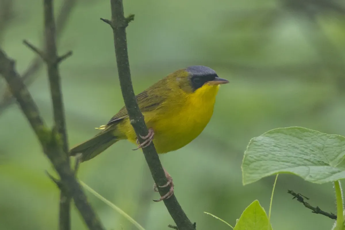 File:Black-lored Yellowthroat (Geothlypis auricularis) in Peru (cropped).jpg