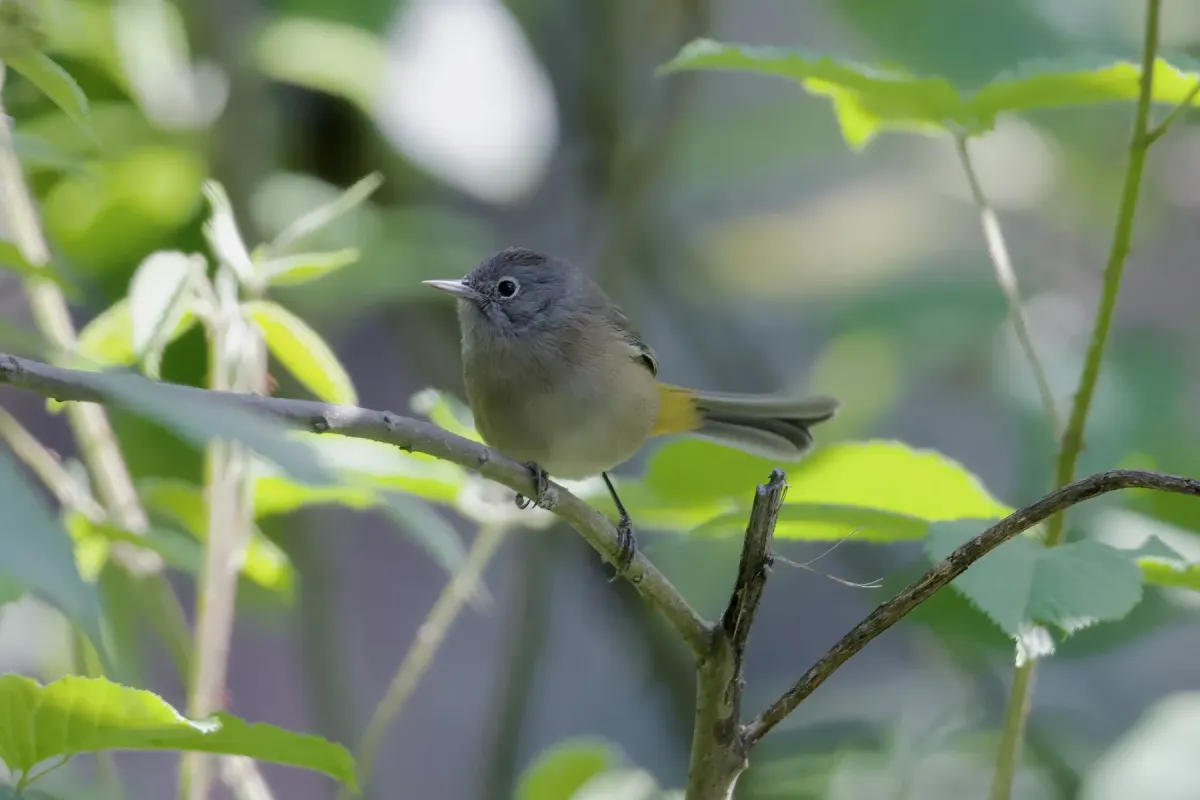 File:Colima Warbler (Leiothlypis crissalis) in Mexico.jpg