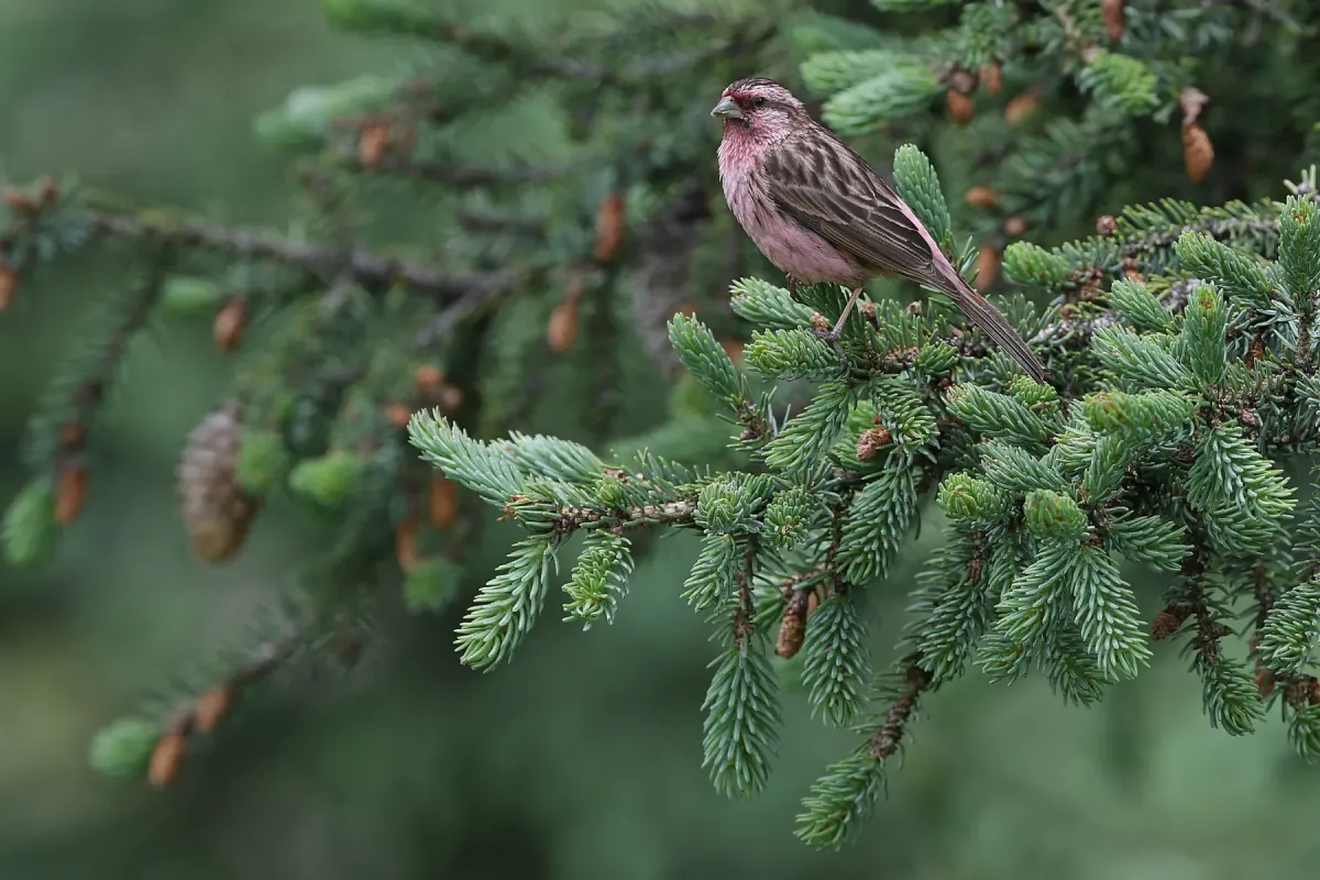 File:Pink-rumped Rosefinch (Carpodacus waltoni) in China.jpg
