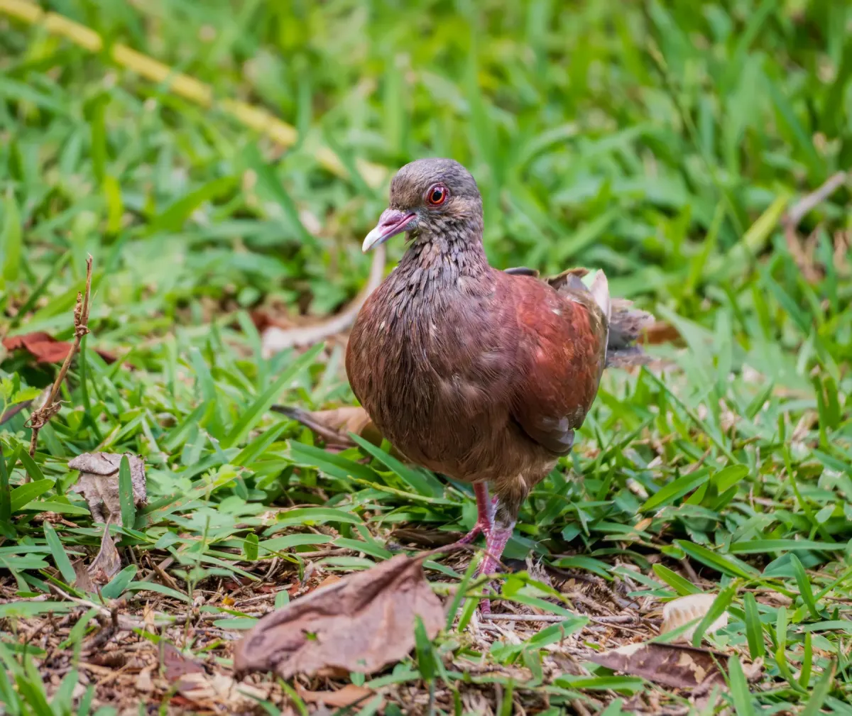 File:Madagascar Turtle Dove (Nesoenas picturatus) - Ile au Cerf - Seychelles.jpg
