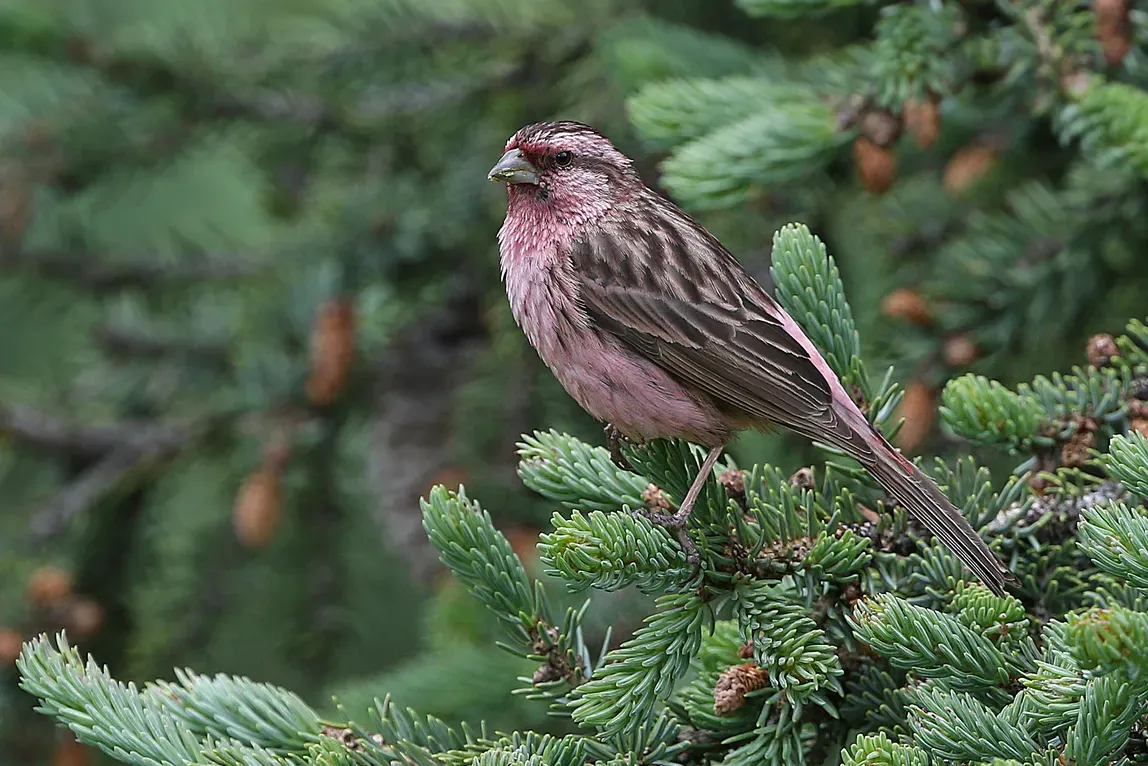 File:Pink-rumped Rosefinch (Carpodacus waltoni) in China (cropped).jpg