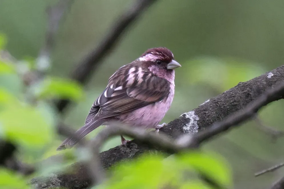 File:Carpodacus verreauxii - Wang.QG - 514055353 (cropped).jpeg