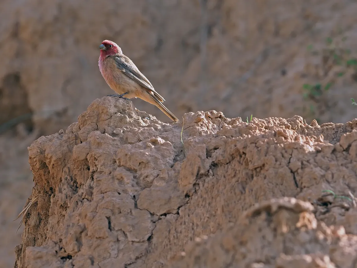 File:Pale Rosefinch (Carpodacus stoliczkae) male in China.jpg