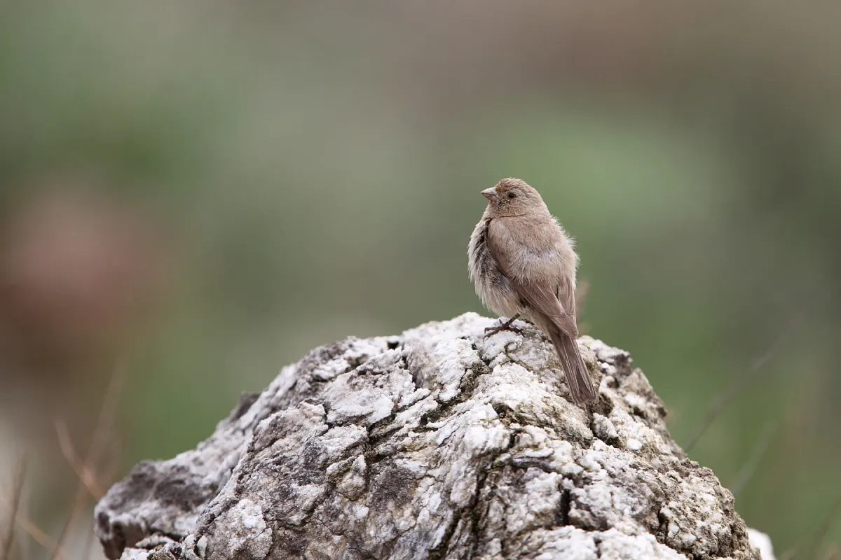 File:Pale Rosefinch (Carpodacus stoliczkae) female in China.jpg