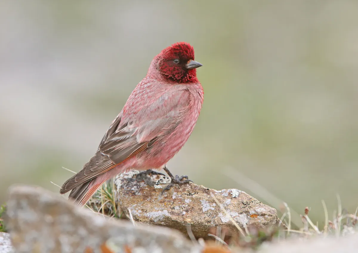 File:Tibetan Rosefinch (Carpodacus roborowskii) male in China.jpg