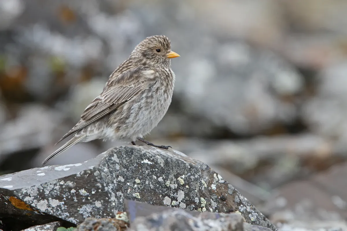 File:Tibetan Rosefinch (Carpodacus roborowskii) female in China.jpg