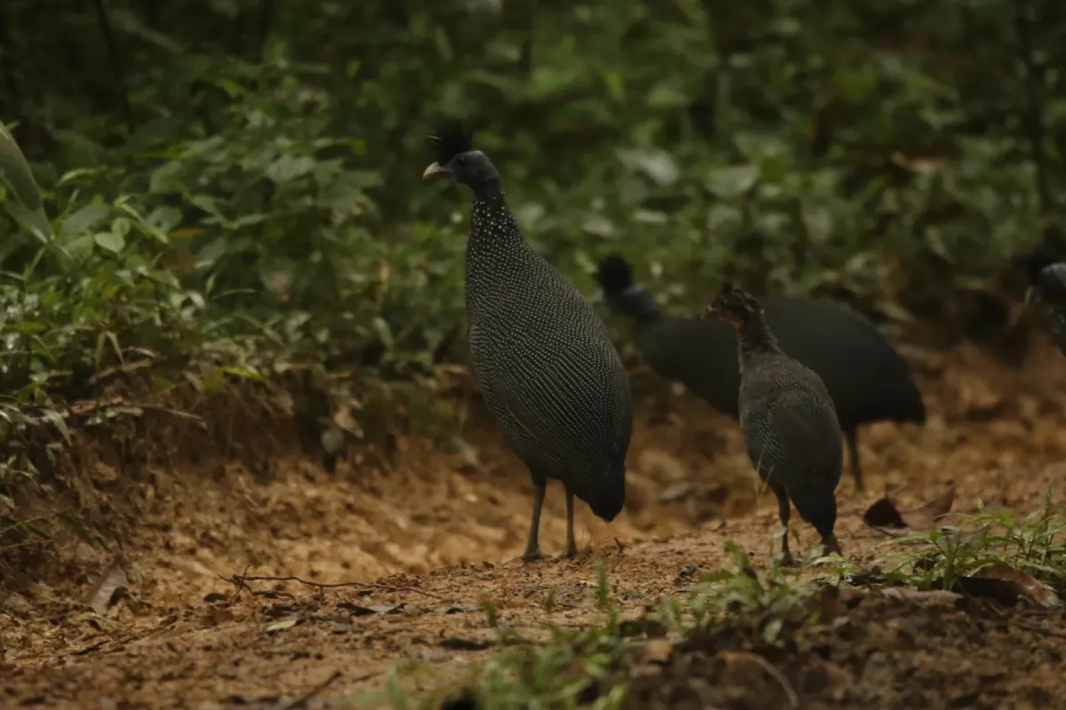 File:Guttera plumifera plumifera - bureaubenjamin - 206765527.jpeg