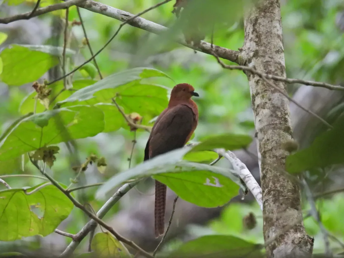 File:Macropygia nigrirostris - Seno Nur Rohman - 601905494.jpeg