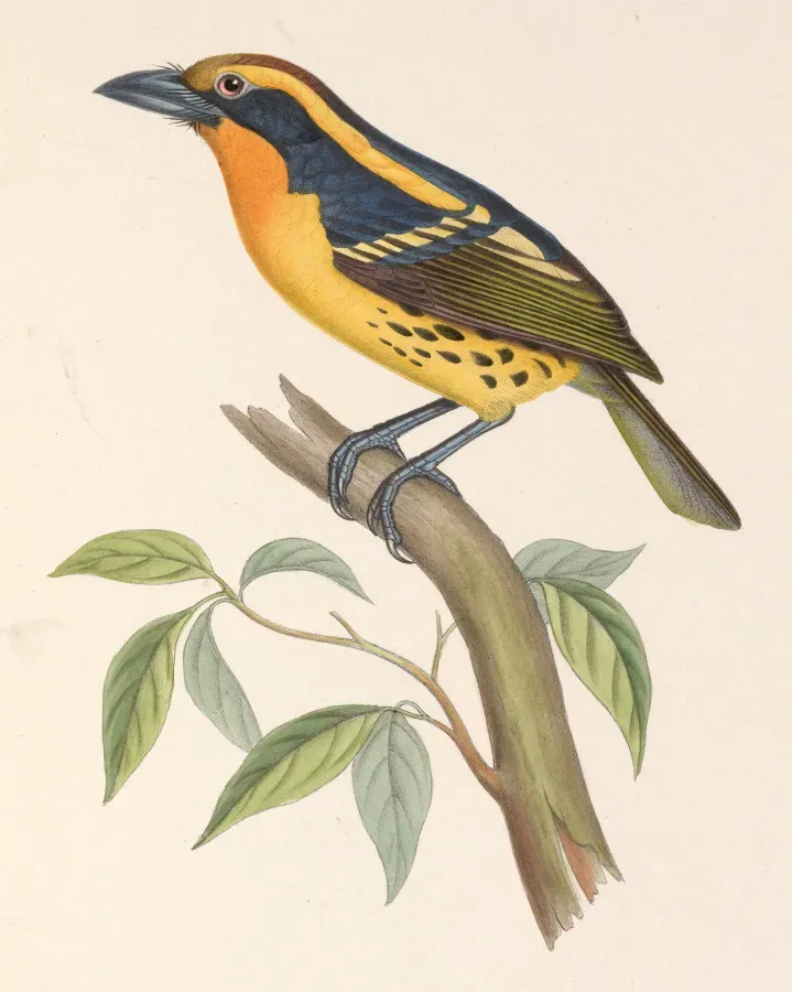 File:Capito auratus 1849.jpg