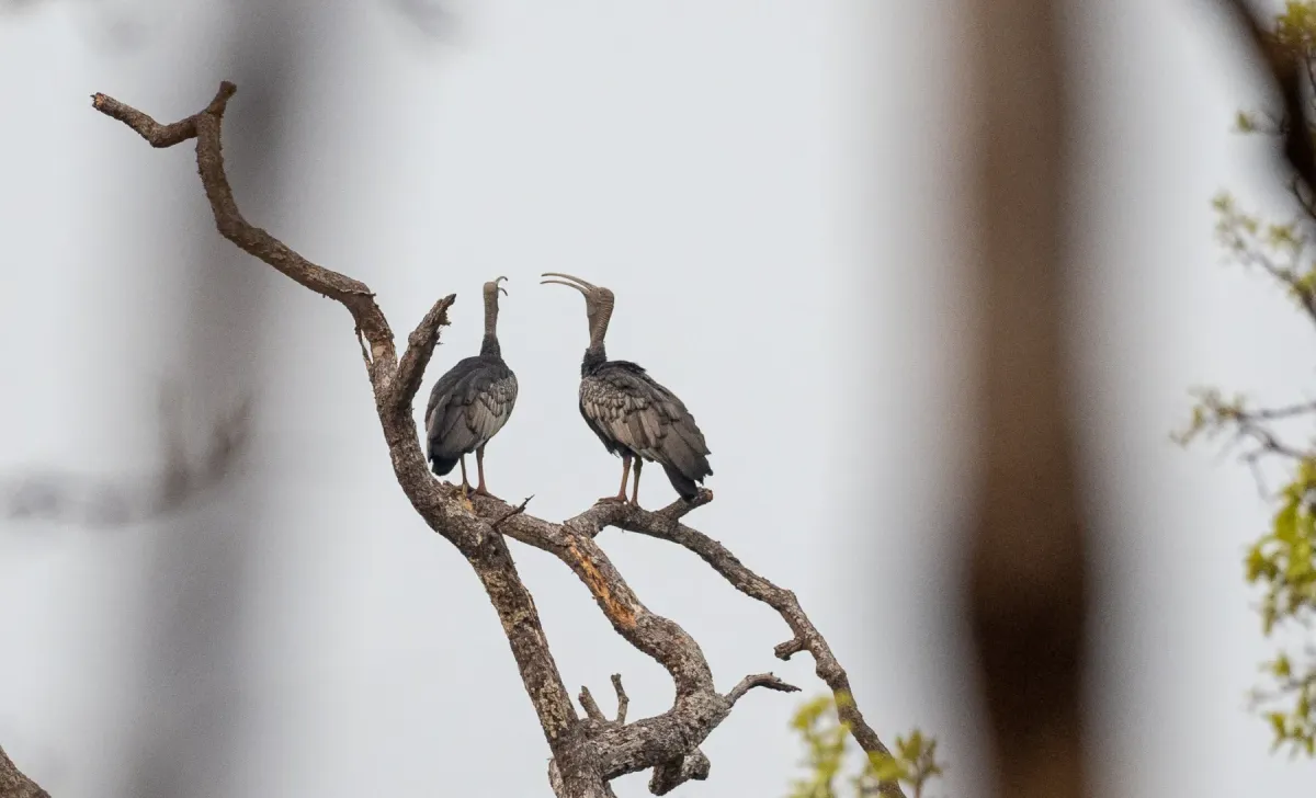 File:Pseudibis gigantea - Forest Botial-Jarvis - 187662423.jpeg