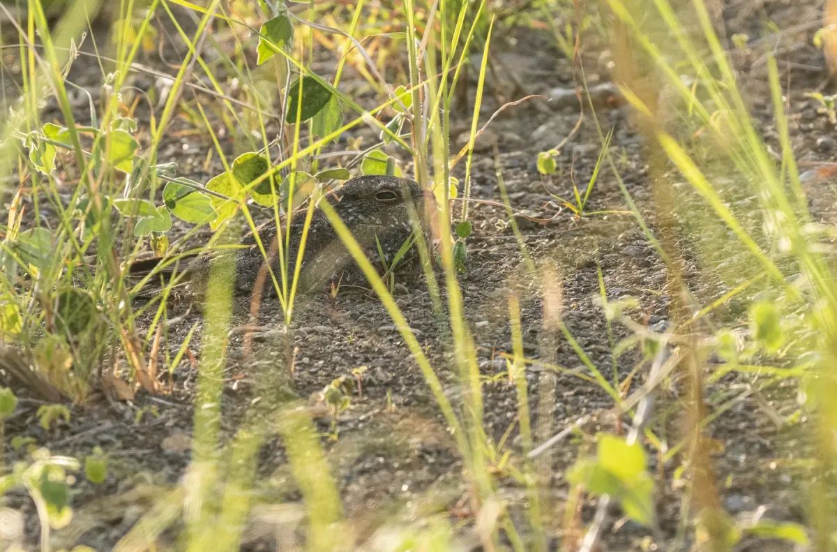 File:Caprimulgus griseatus - Forest Botial-Jarvis - 261946624.jpeg