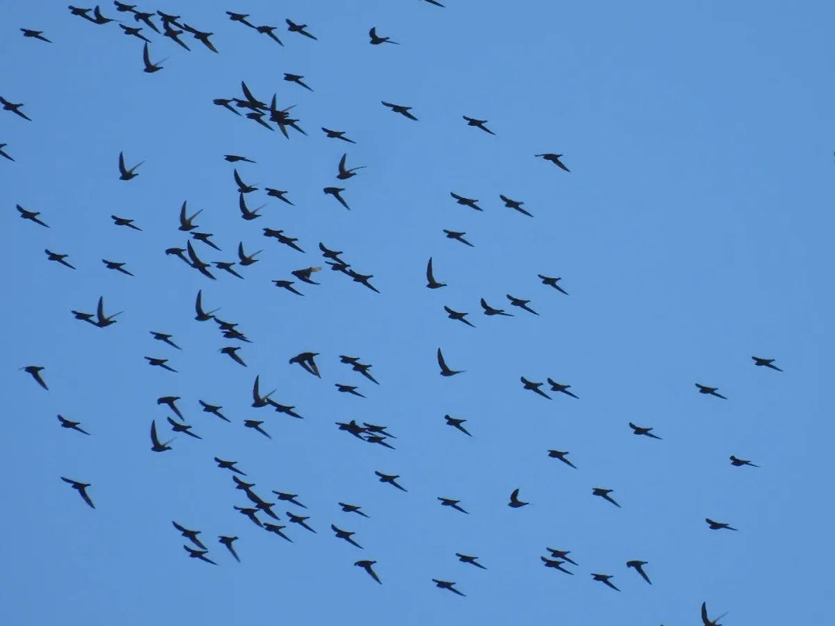 File:Streptoprocne semicollaris - Sinaloa Silvestre - 357986436.jpeg