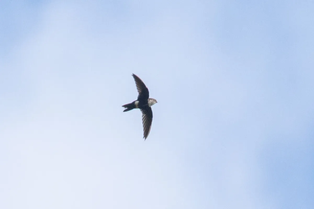 File:Aeronautes montivagus - Thibaud Aronson - 113019688.jpeg