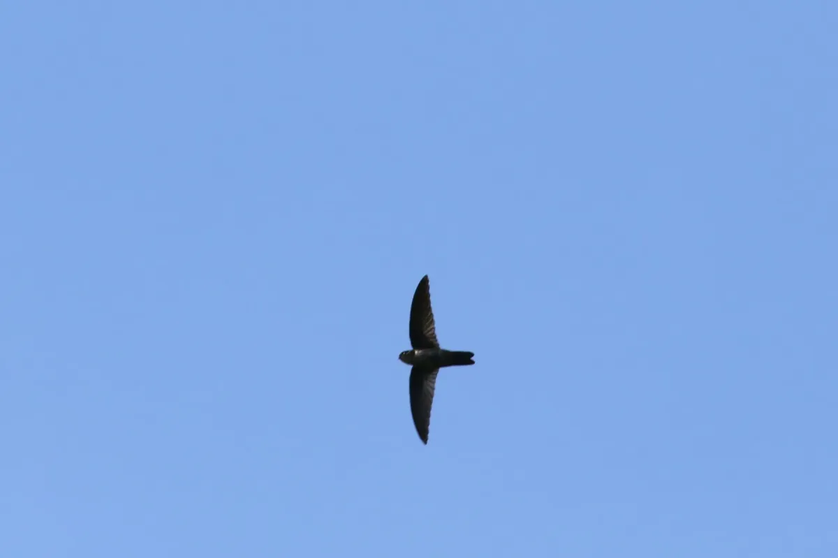 File:Aerodramus inquietus ponapensis - Thibaud Aronson - 39750168.jpeg