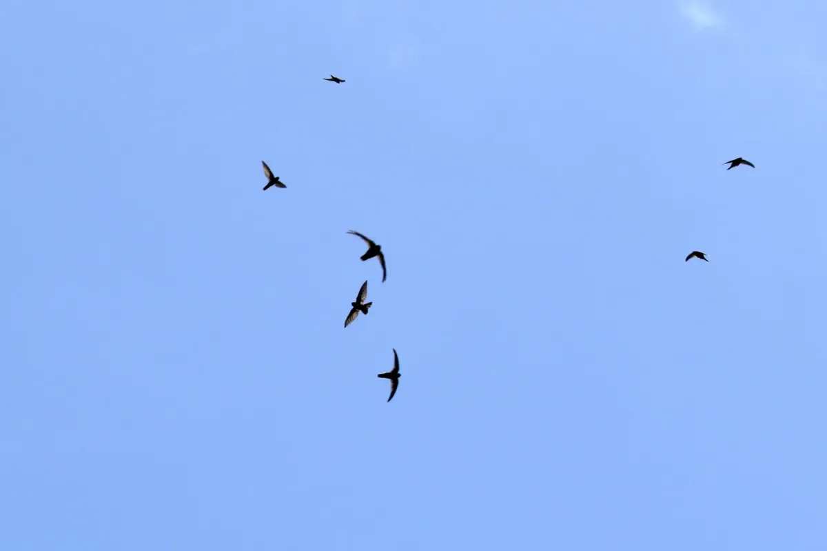 File:Aerodramus inquietus inquietus - Thibaud Aronson - 38488212.jpeg