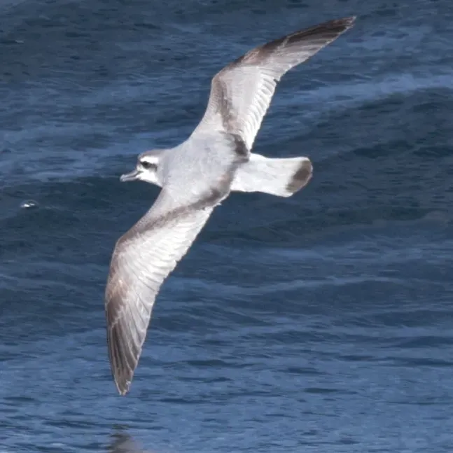 File:Pachyptila macgillivrayi - IanLJones - 617322437.jpeg