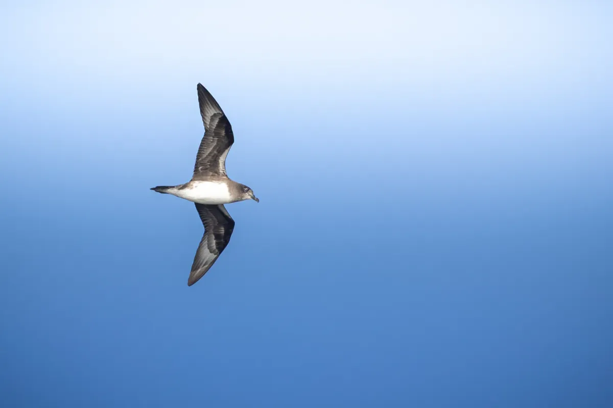 File:Pterodroma heraldica - claudioveliz - 541840950.jpeg
