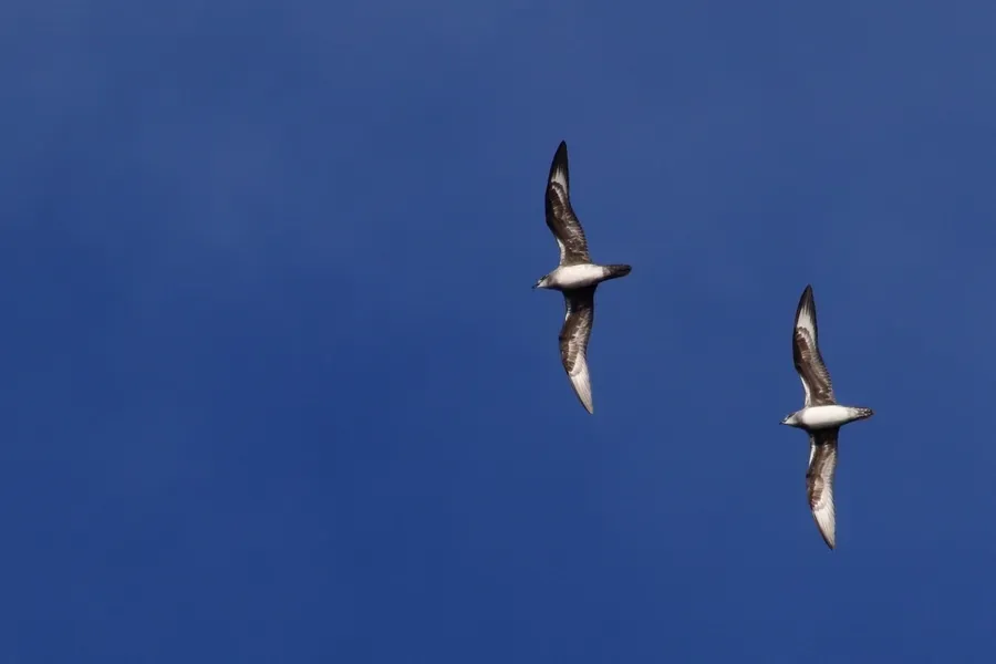 File:Pterodroma heraldica - Rémi Bigonneau - 450004148.jpeg