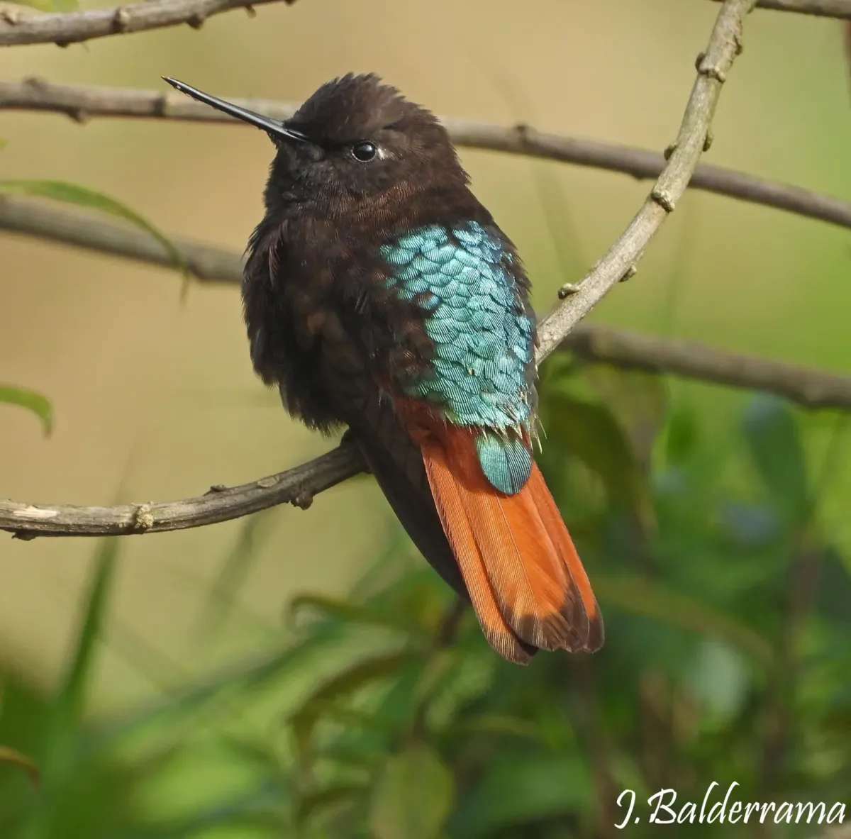 File:Aglaeactis pamela - jose balderrama - 602169863.jpeg