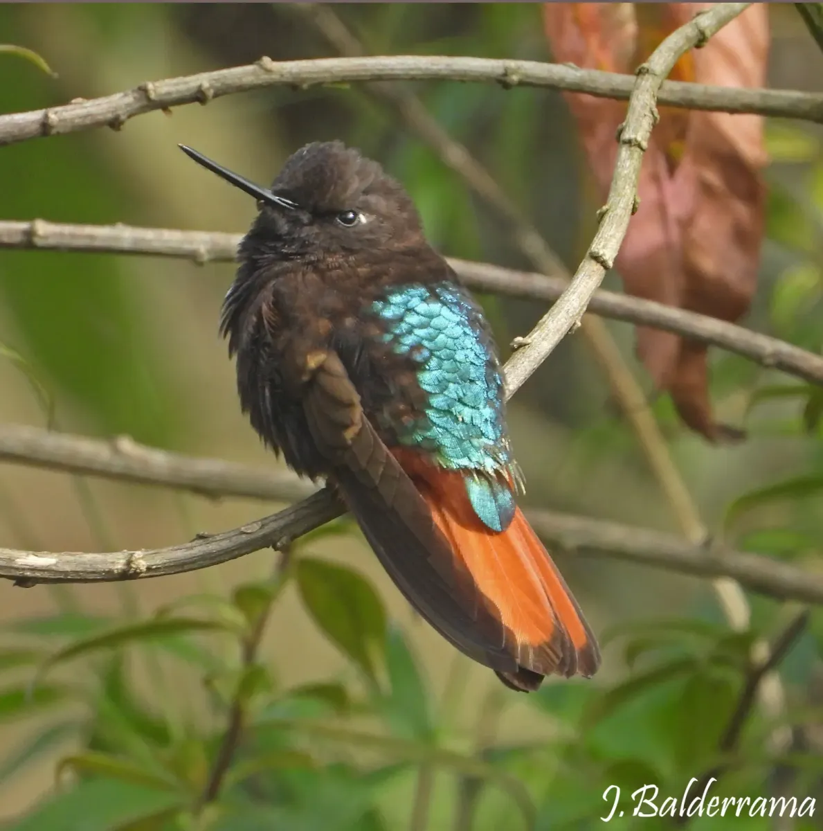 File:Aglaeactis pamela - jose balderrama - 602170052.jpeg