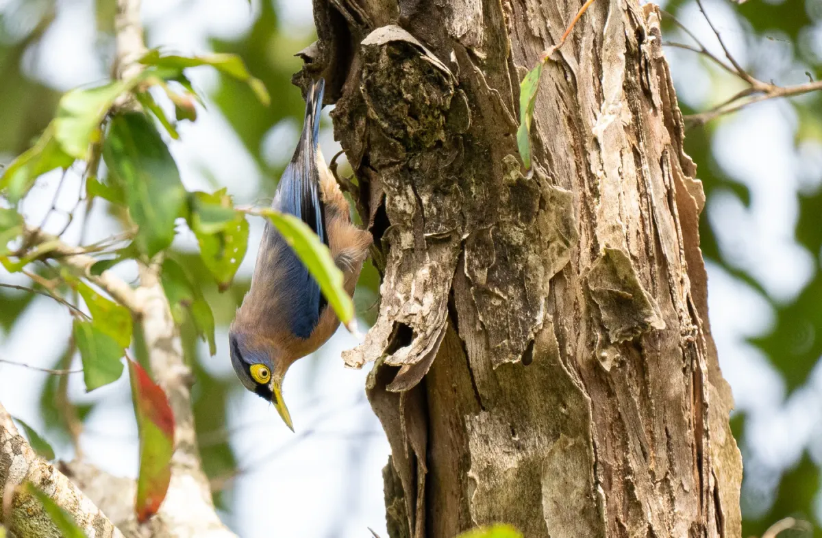 File:Sitta oenochlamys - Forest Botial-Jarvis - 316279422.jpeg