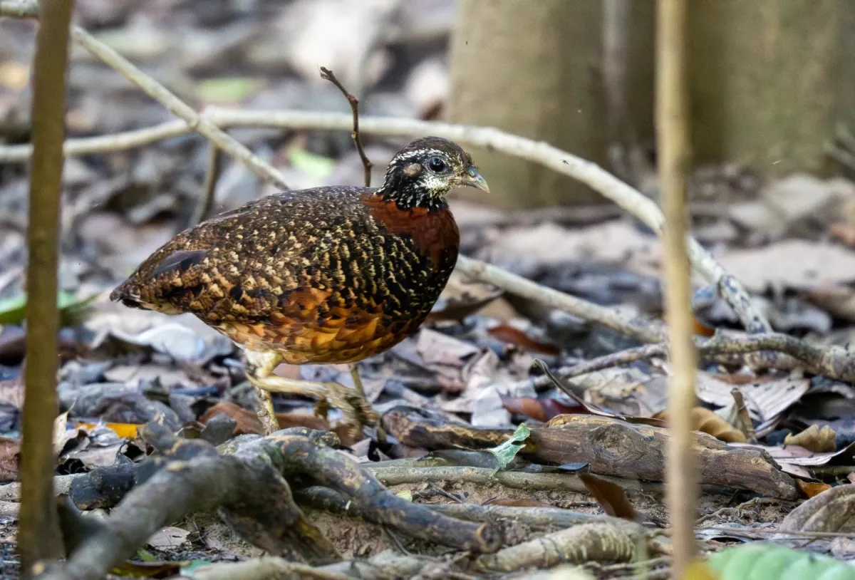 File:Tropicoperdix graydoni - Forest Botial-Jarvis - 292317039.jpeg