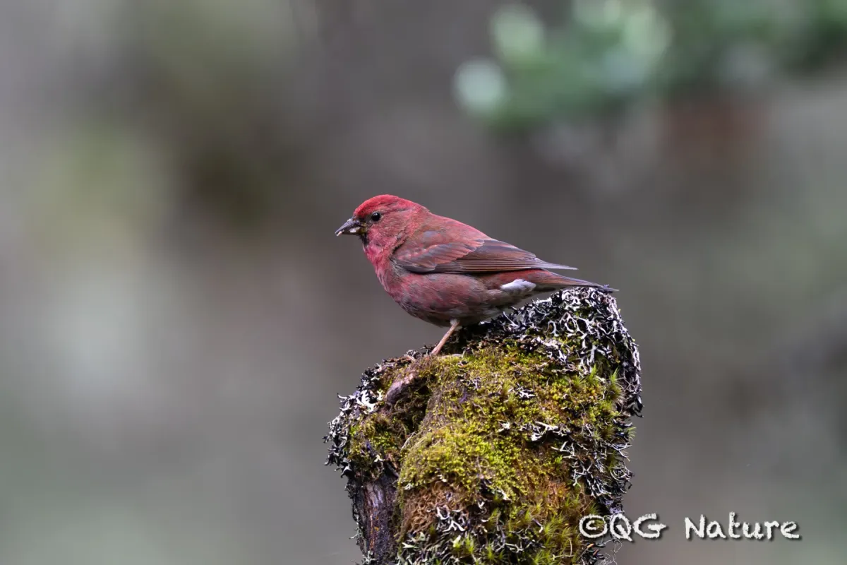 File:Blanford's Rosefinch (Agraphospiza rubescens) male in China.jpg