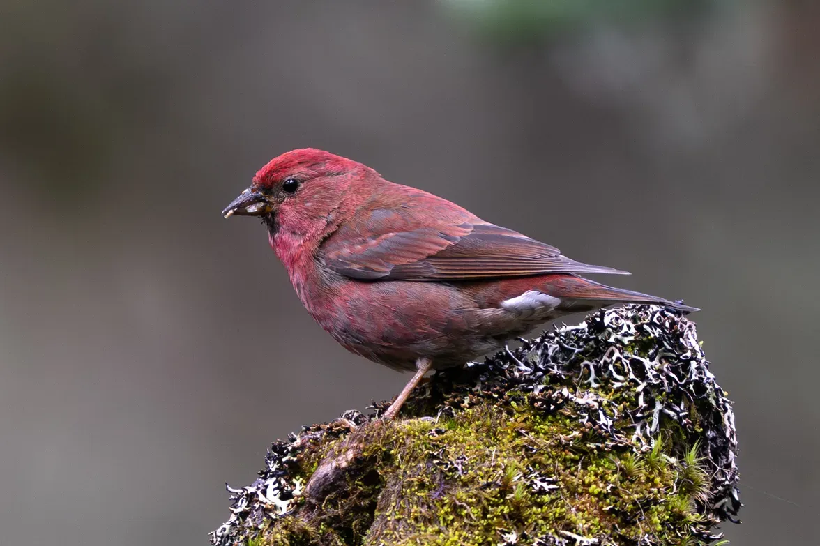 File:Blanford's Rosefinch (Agraphospiza rubescens) male in China (cropped).jpg