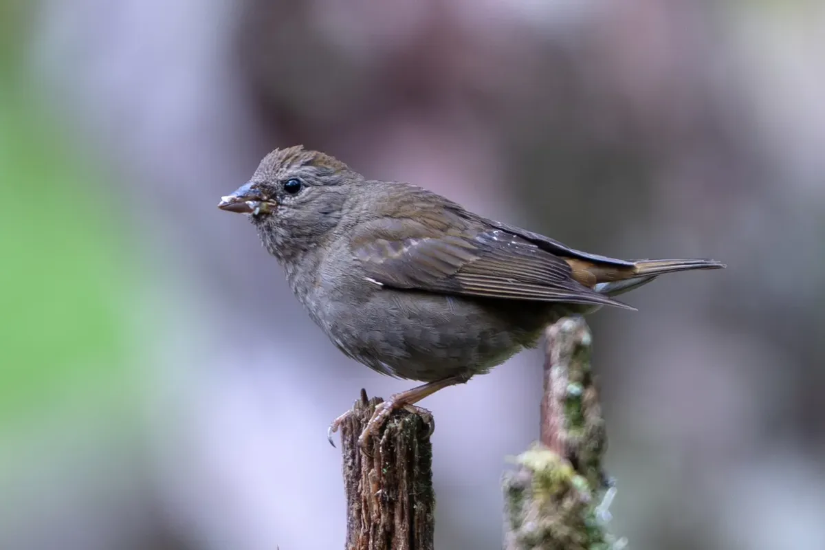 File:Blanford's Rosefinch (Agraphospiza rubescens) female in China (cropped).jpg