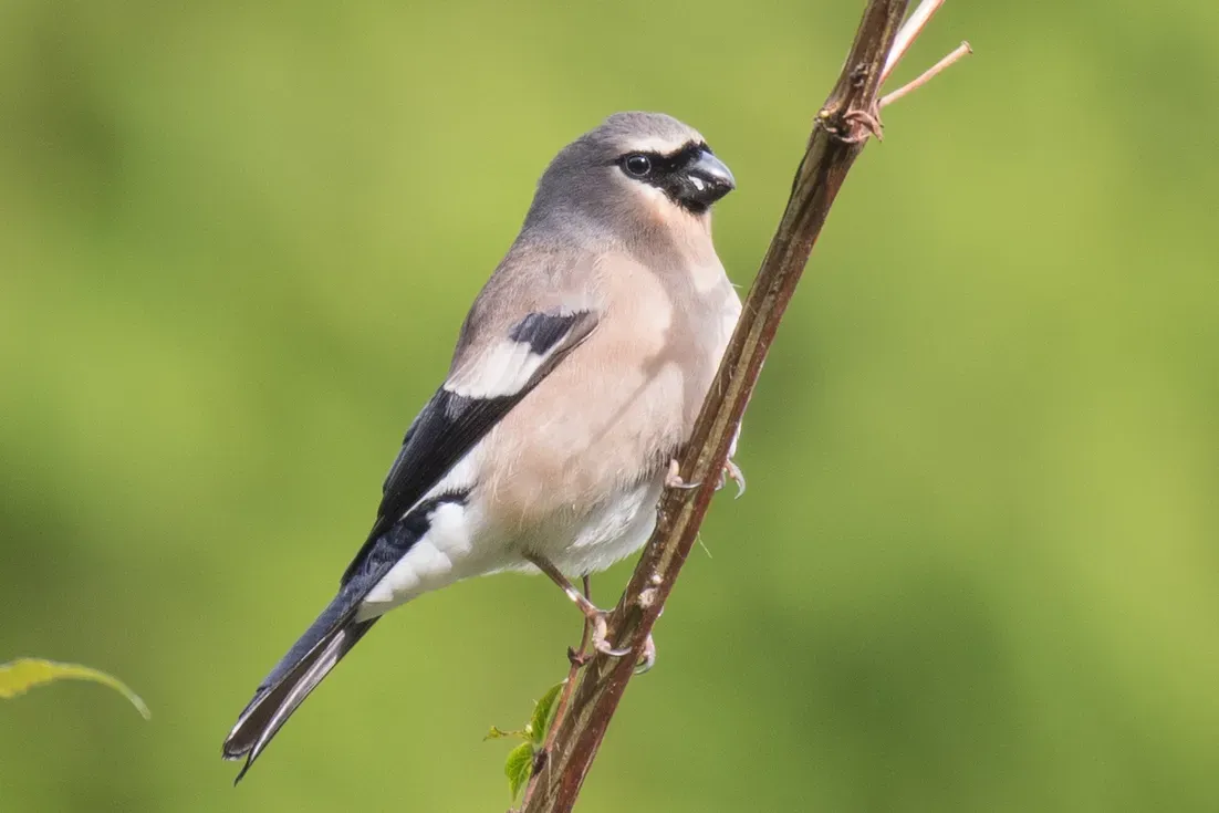 File:Pyrrhula owstoni - 尹若宇 - 41425194 (cropped).jpeg