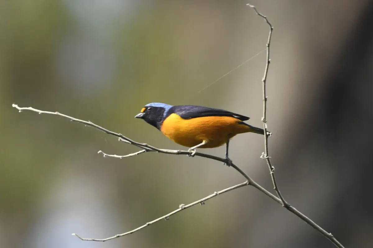 File:Hispaniolan Euphonia (Chlorophonia musica) male in the Dominican Republic.jpg