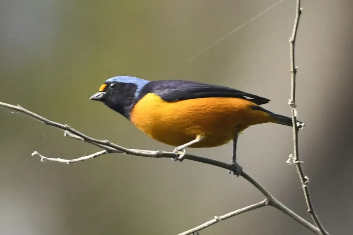 File:Hispaniolan Euphonia (Chlorophonia musica) male in the Dominican Republic (cropped).jpg