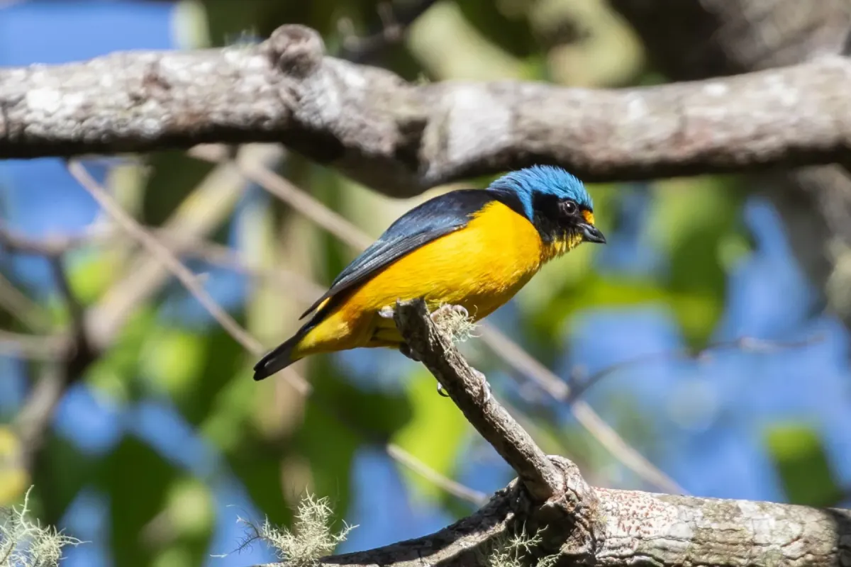 File:Puerto Rican Euphonia (Chlorophonia sclateri) male in Puerto Rico.jpg