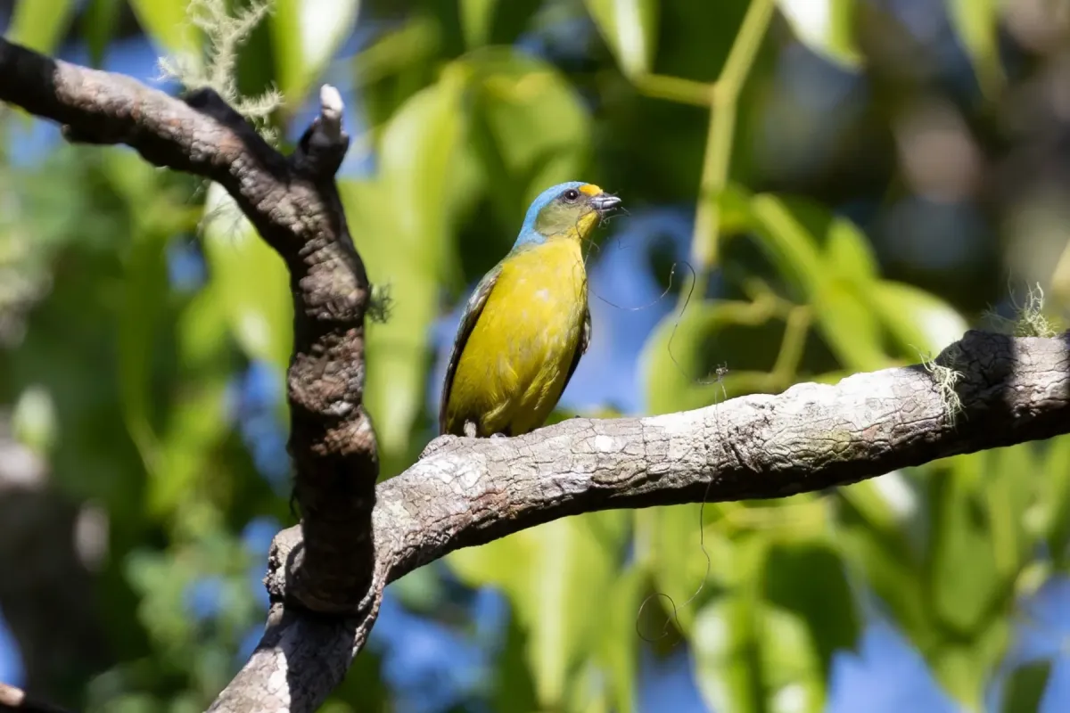 File:Puerto Rican Euphonia (Chlorophonia sclateri) female in Puerto Rico.jpg