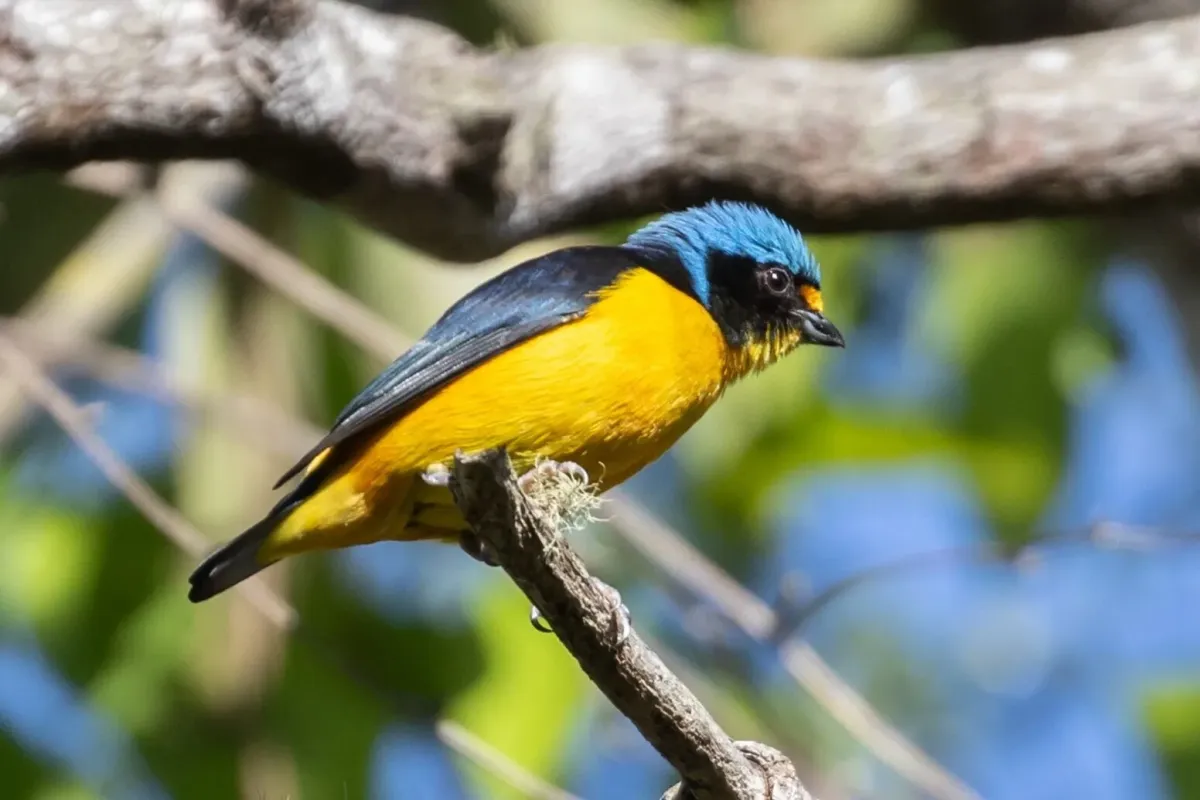 File:Puerto Rican Euphonia (Chlorophonia sclateri) male in Puerto Rico (cropped).jpg