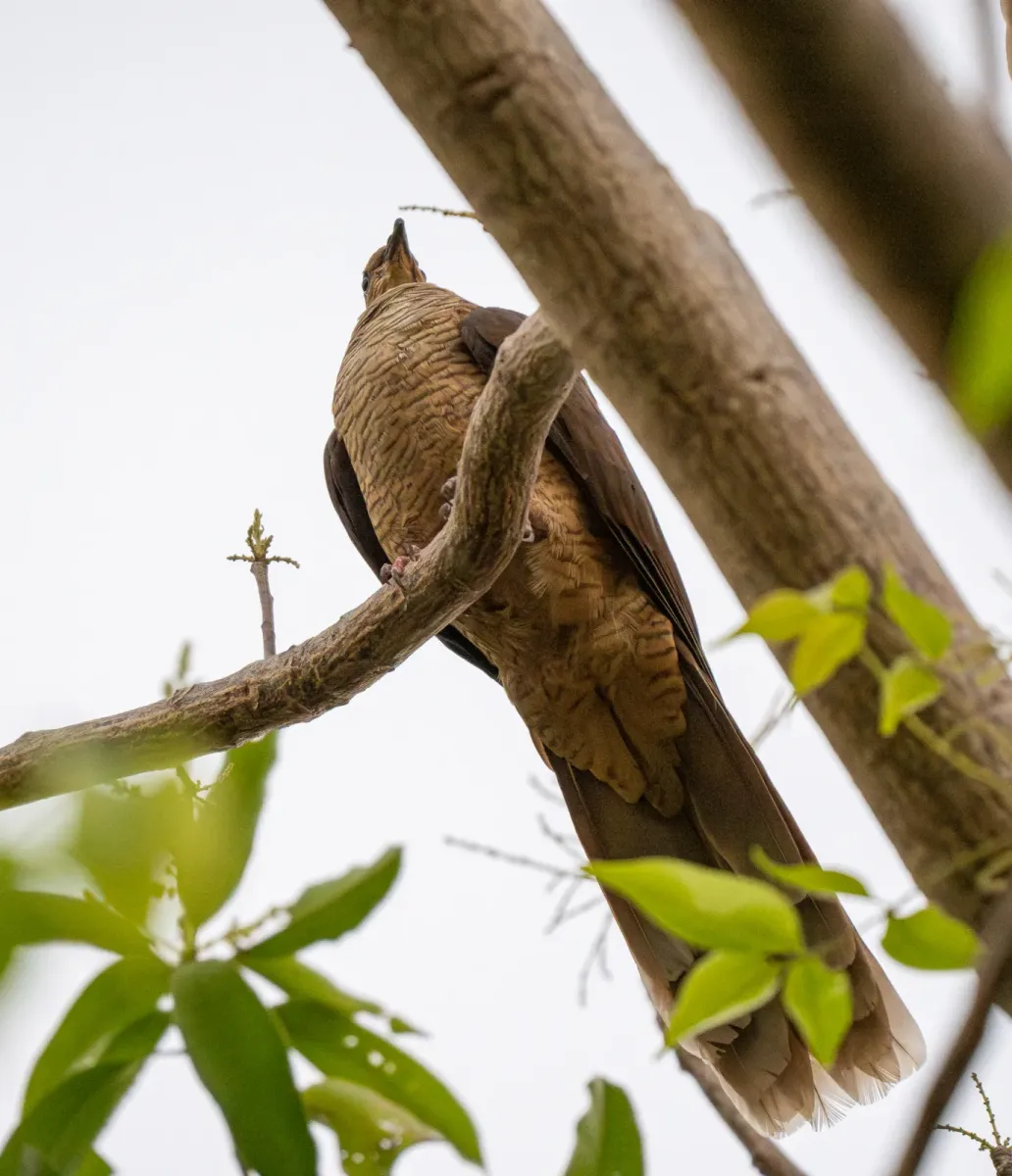 File:Macropygia macassariensis - Forest Botial-Jarvis - 334465847.jpeg
